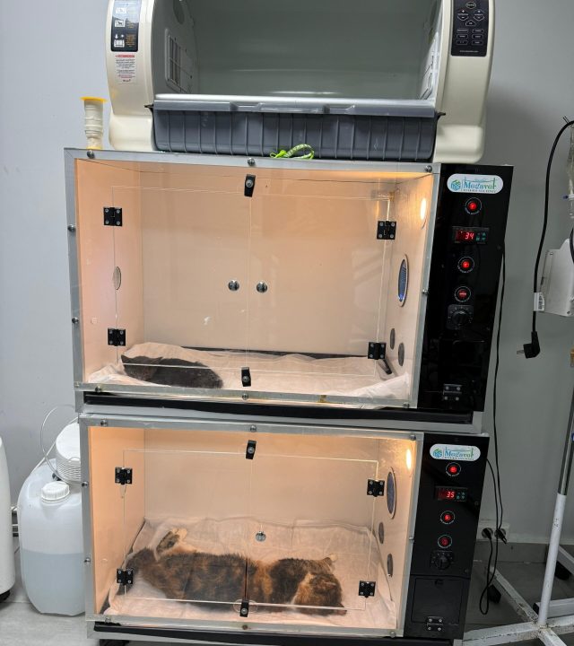 WhatsApp Image 2025-10-08 at 13.31.08 (1)