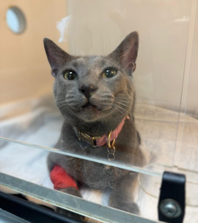 WhatsApp Image 2025-10-16 at 11.55.52 (2)