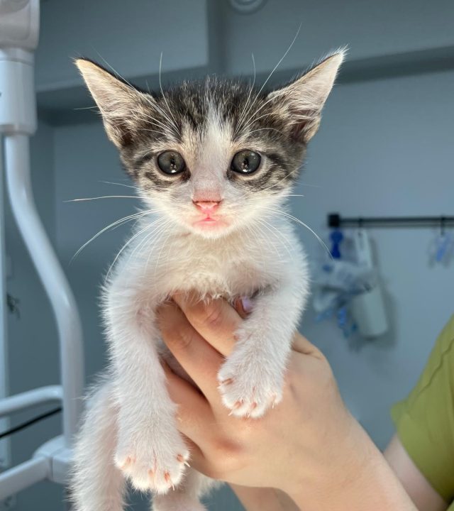 WhatsApp Image 2025-10-16 at 14.09.53 (2)